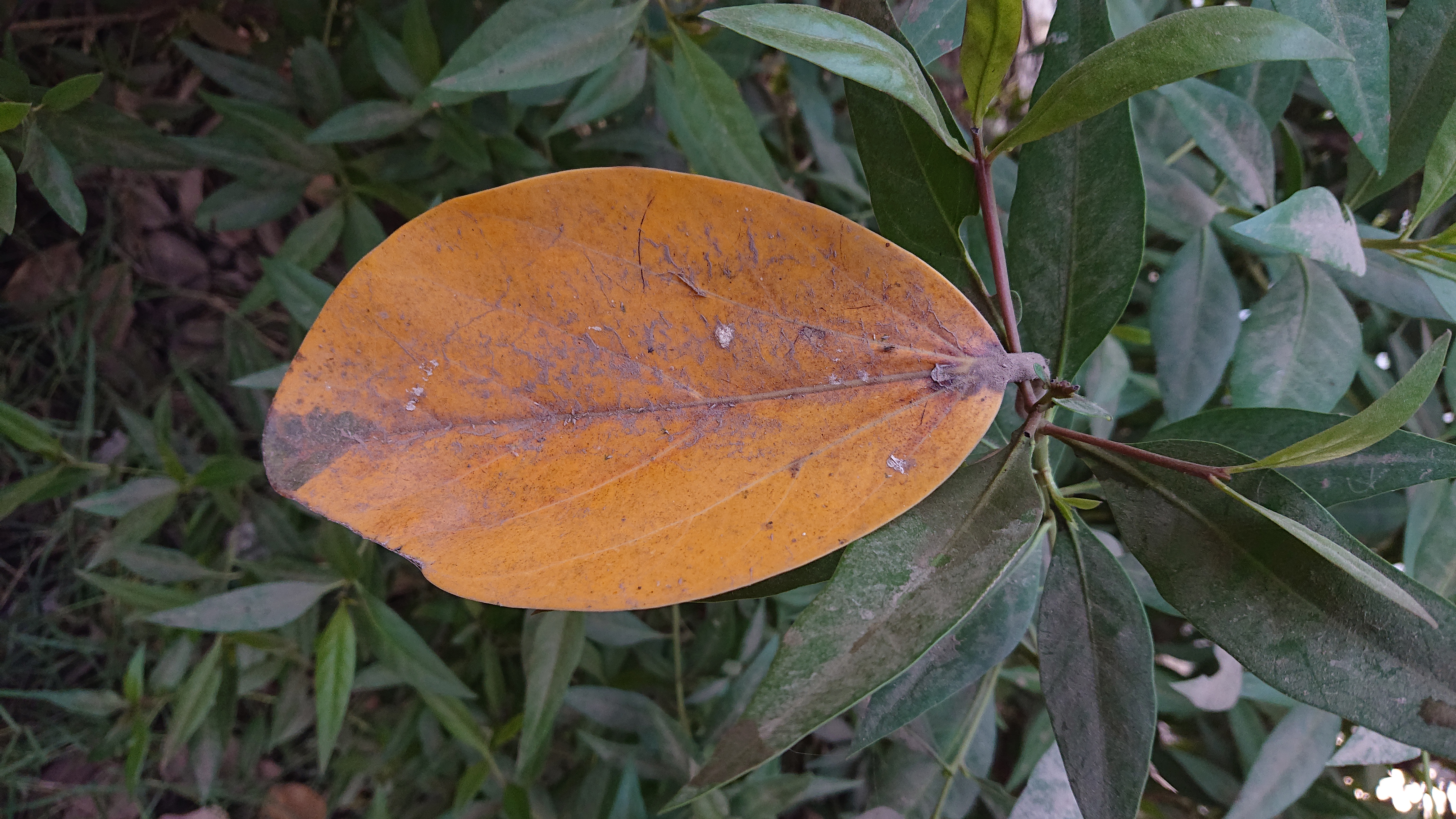 DSC_0088.JPG