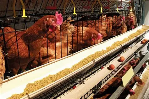 chicks.webp