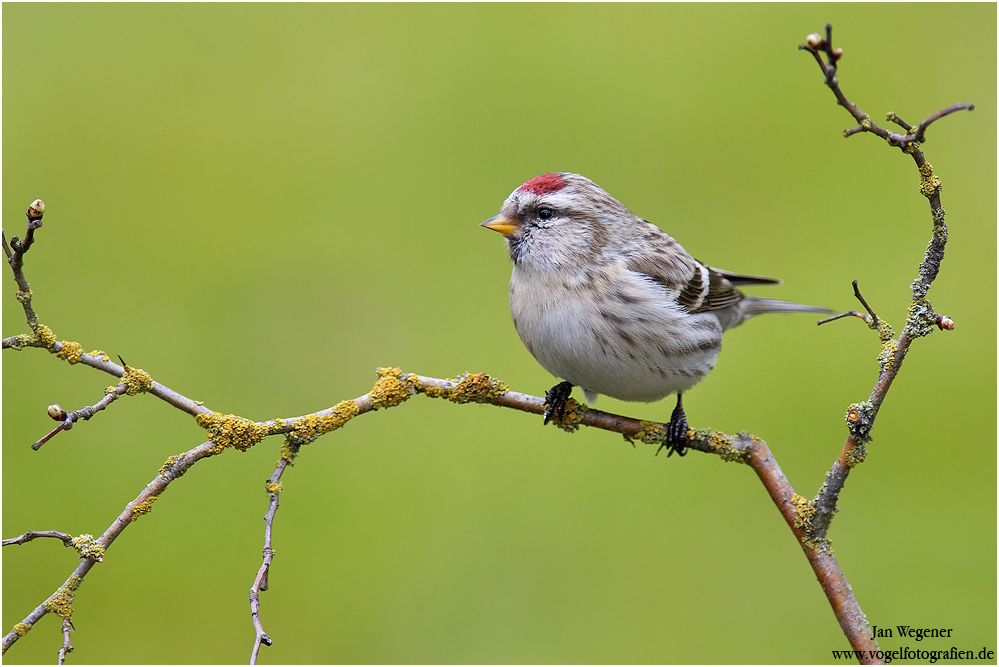 (Carduelis hornemanni).jpg