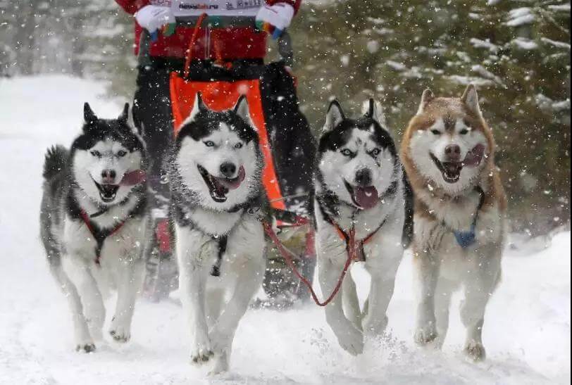 Husky working dog for sledding Pic 12.jpg