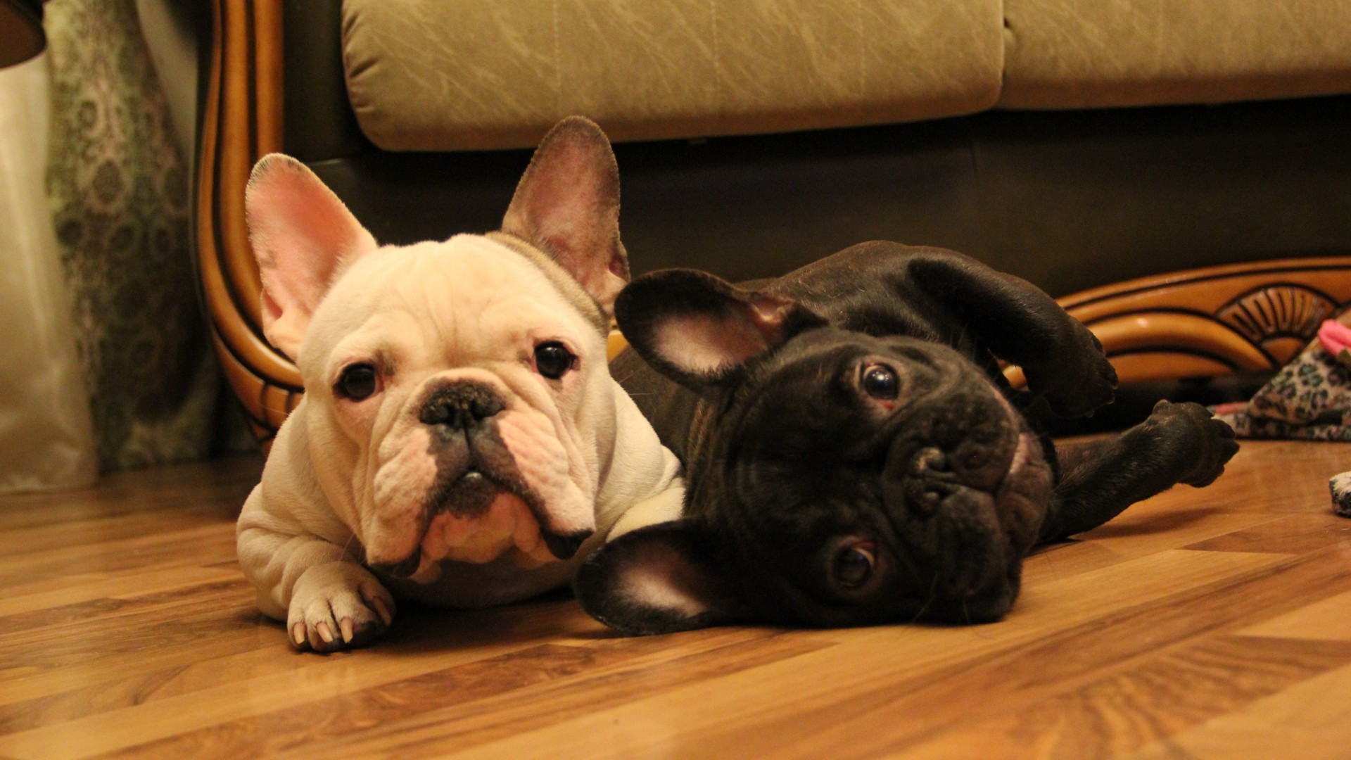 《飞鸟与夏花》每天一首自译飞鸟集（189/325） - Translate a poem form Stray Birds everyday