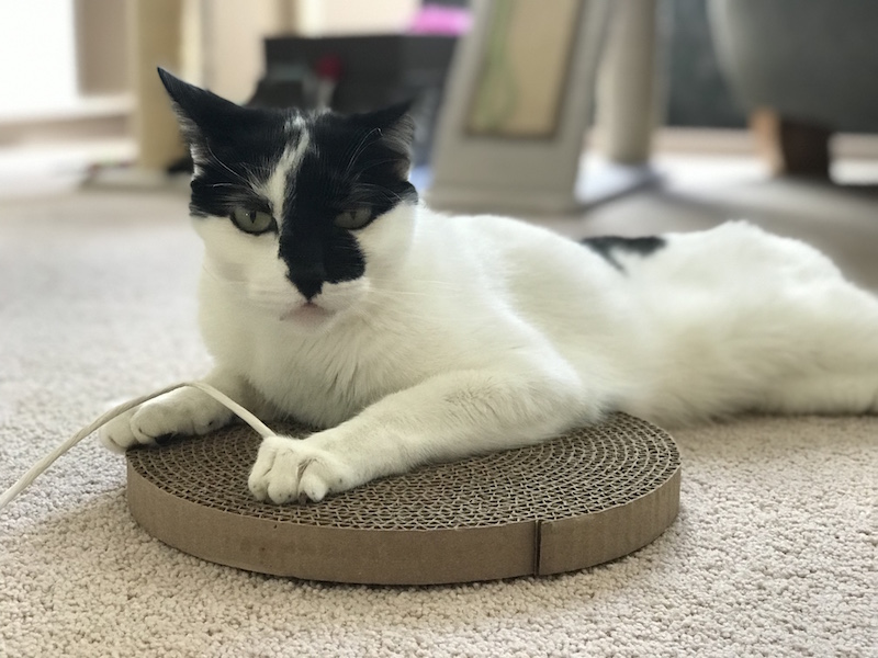CLEO1.jpg