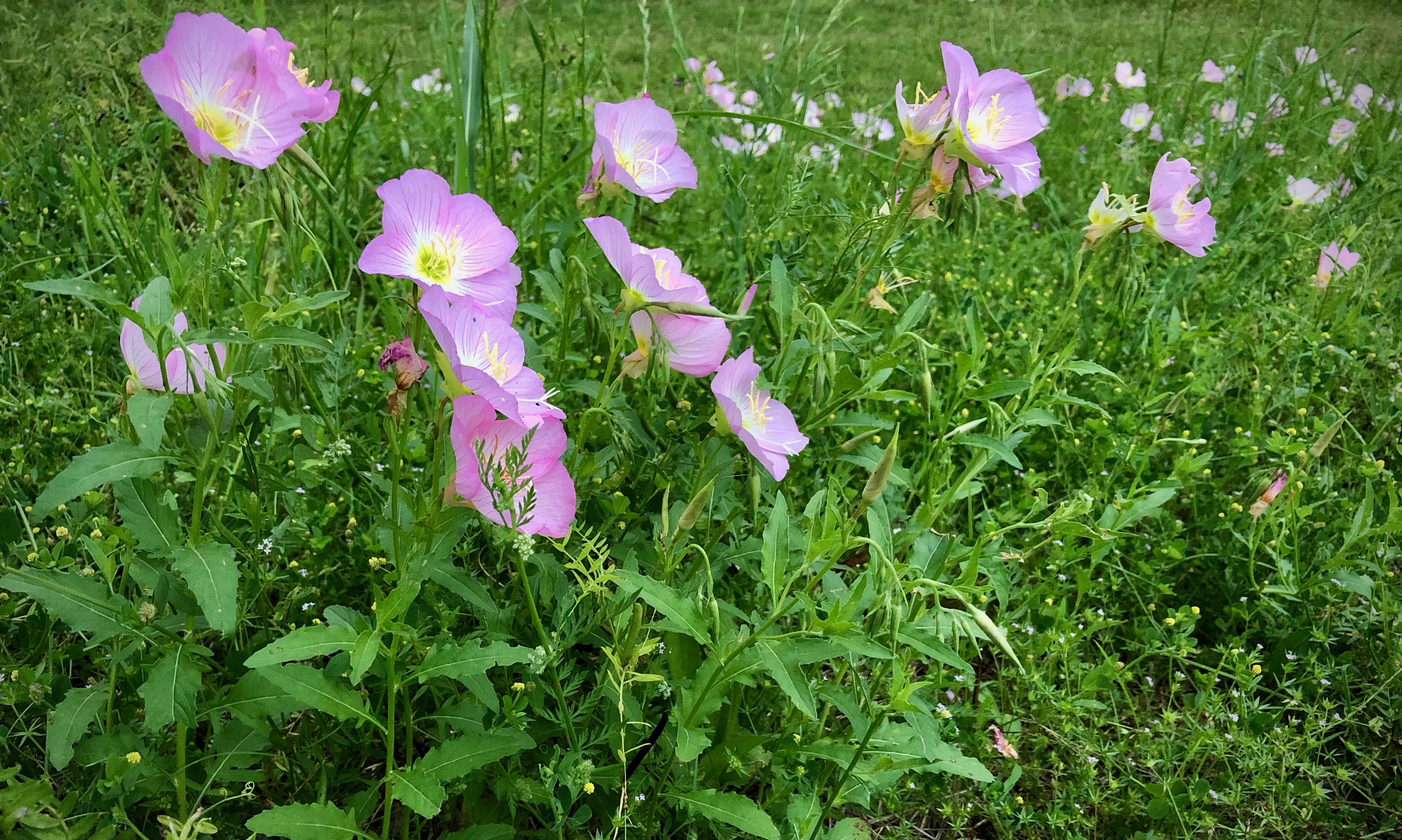 IMG_4062.jpeg