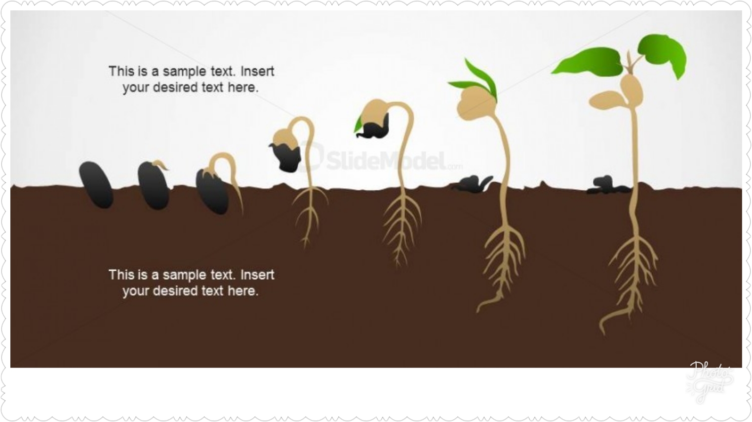 Seed germination. Stages of germination. Germination process. Seed Stages of growth.