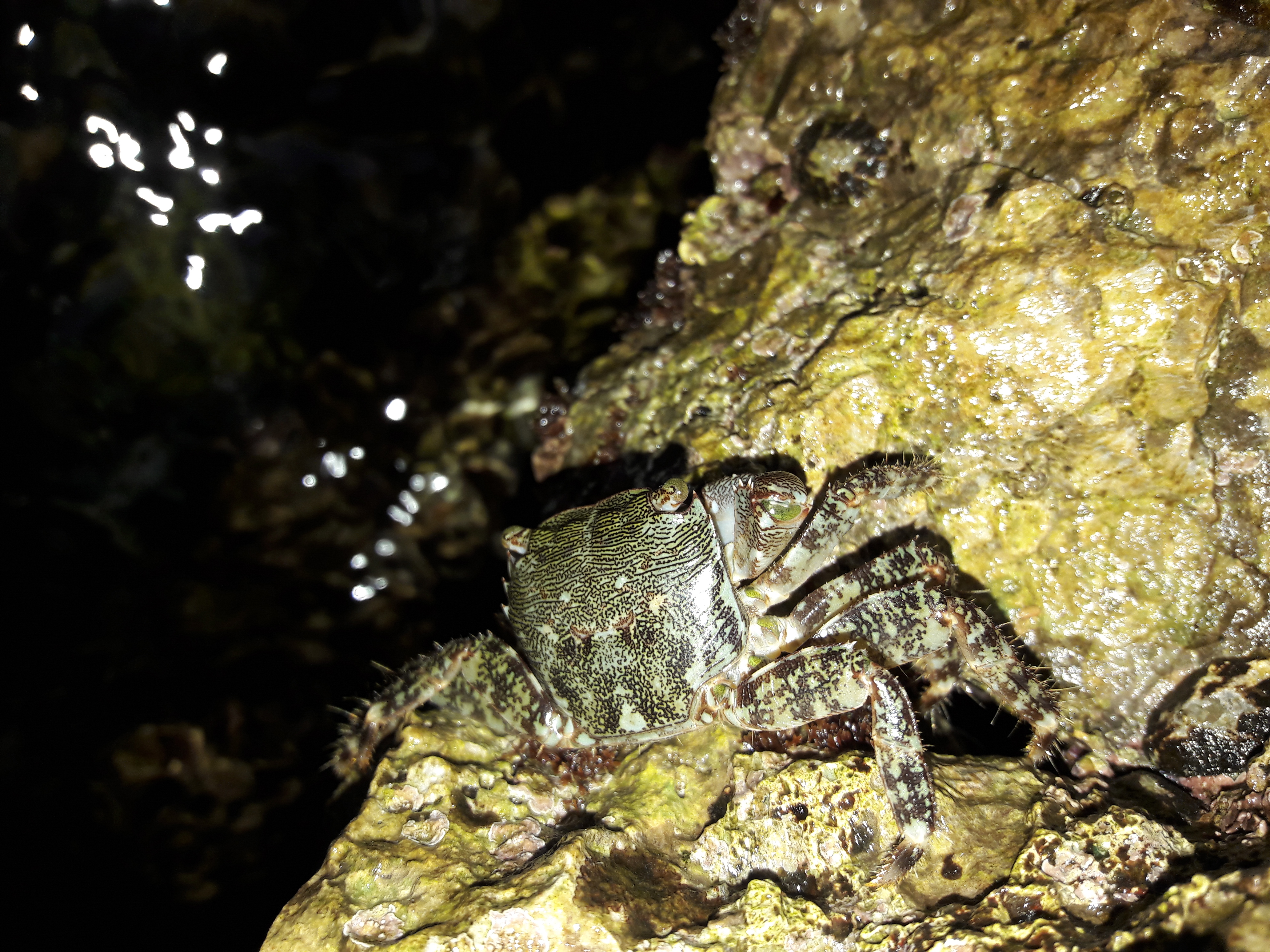 Fauna-Crabs-A-Sealife-Publicdomain (11).jpg
