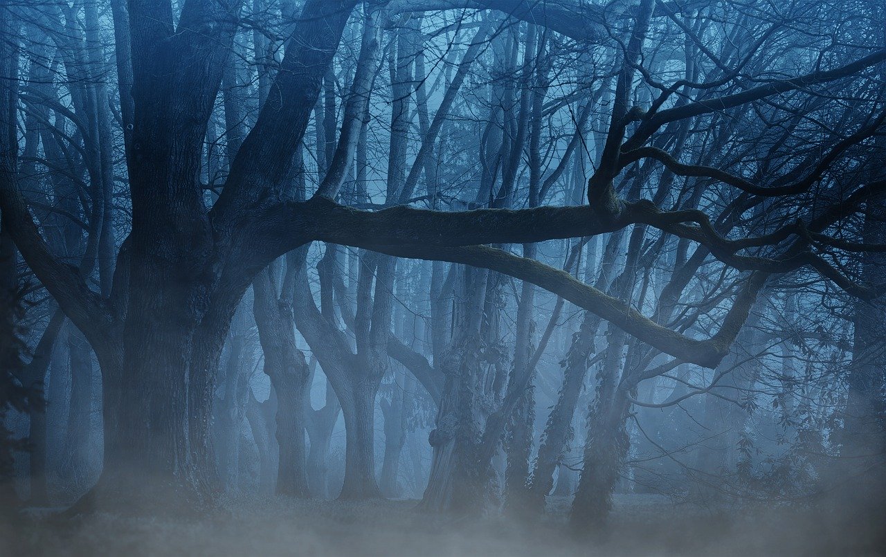 forest-3394066_1280.jpg