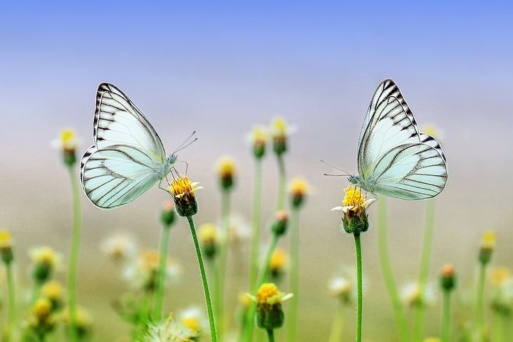 butterflies-1127666__480.jpg