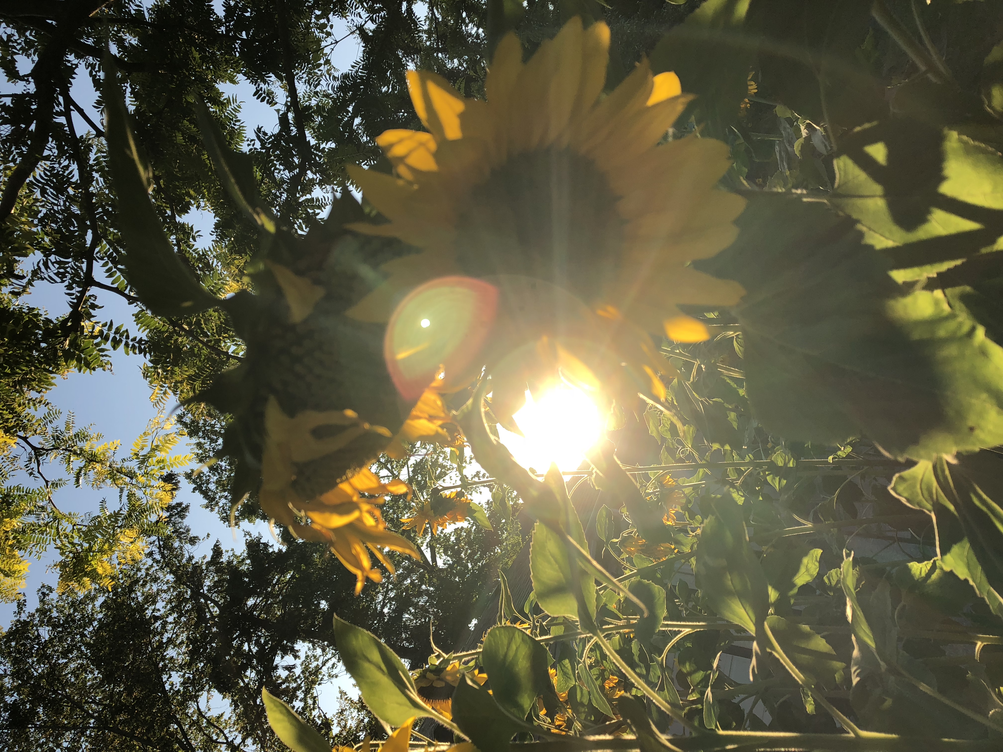 IMG_4029.jpeg