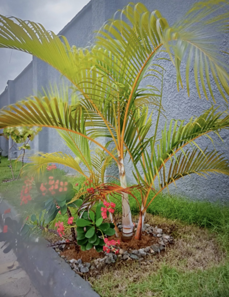 9B5838F4-96D4-4F22-B686-7DD550CCA654.jpeg
