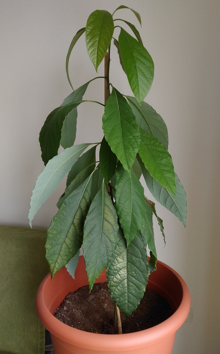 Awokado-Aguacate (3).jpg