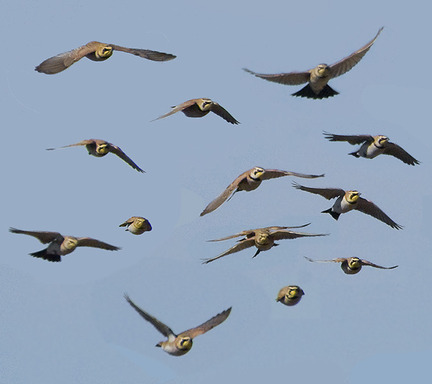 Larks.jpg