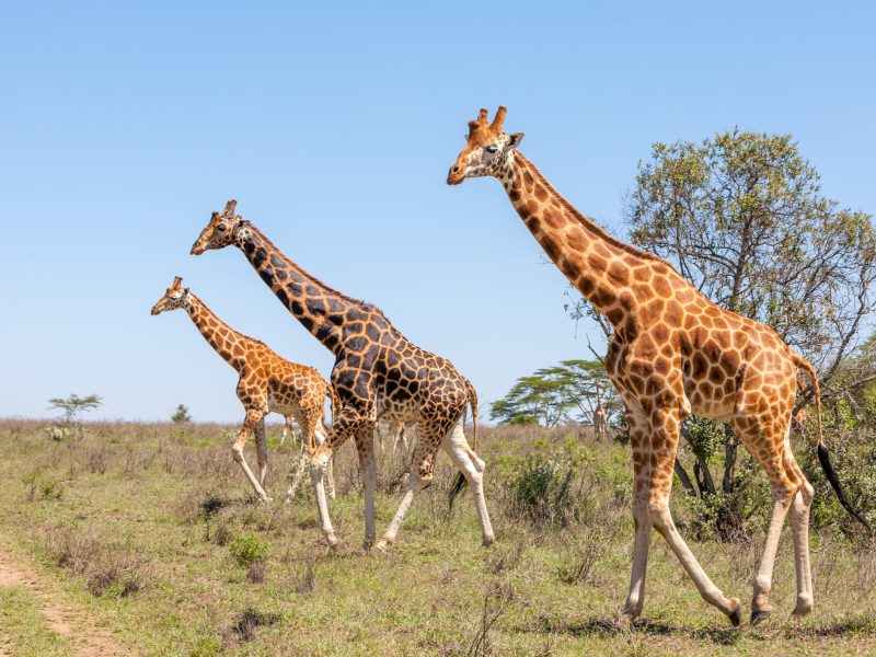 Best reasons for combining Serengeti and Ngorongoro on a Tanzania safari.jpg