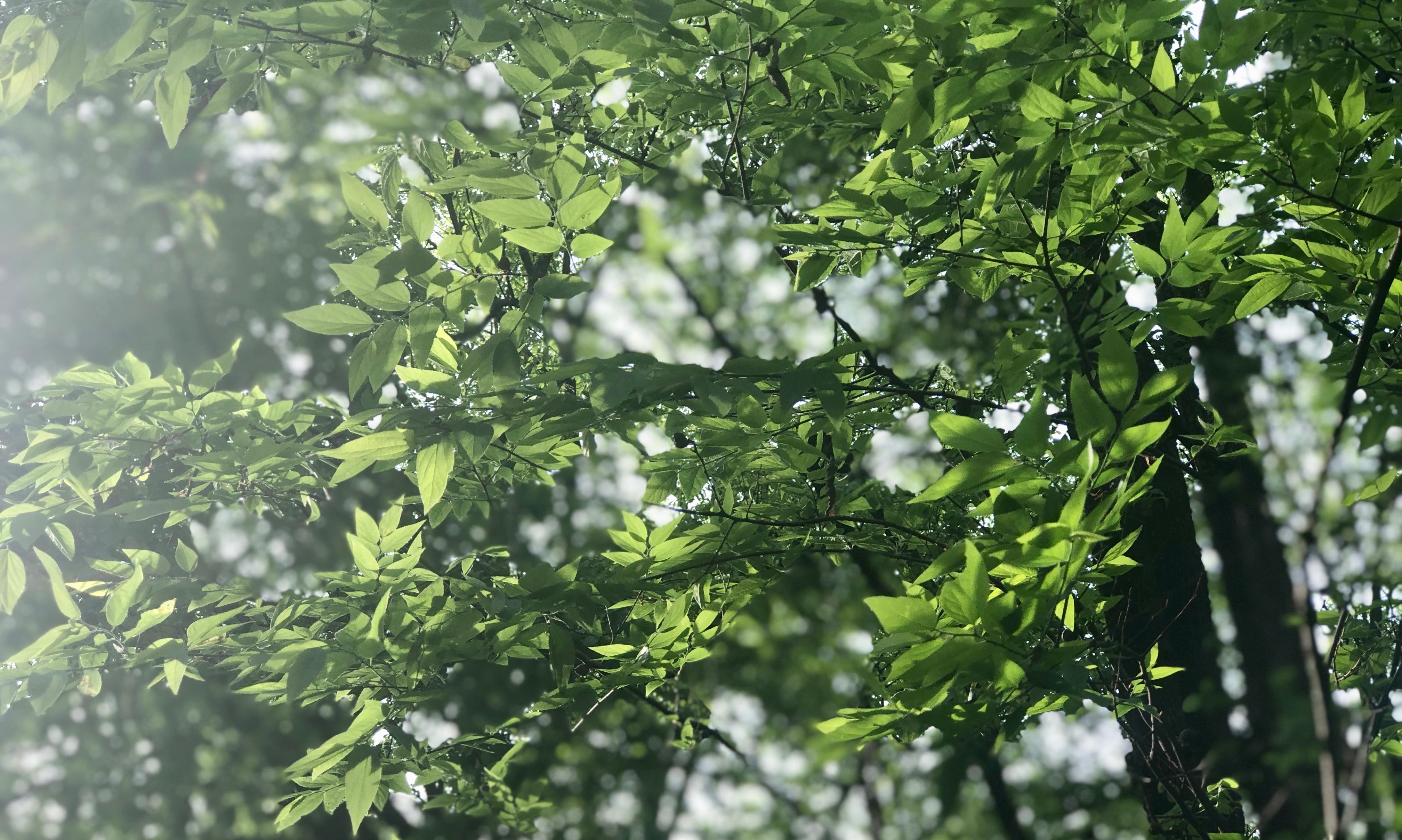 IMG_0169.jpeg