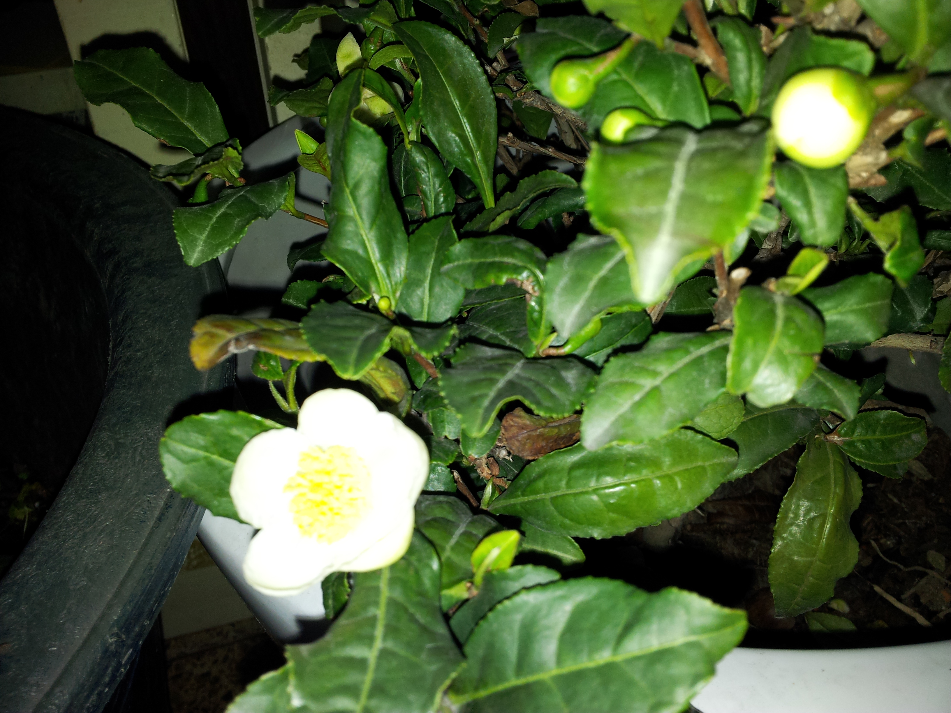 2011-12-09 09.06.51.jpg