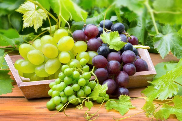 depositphotos_320005140-stock-photo-wine-grapes.jpg