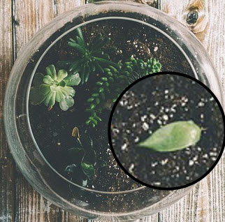 botanical succulent starts close up of leaf on soil.jpg