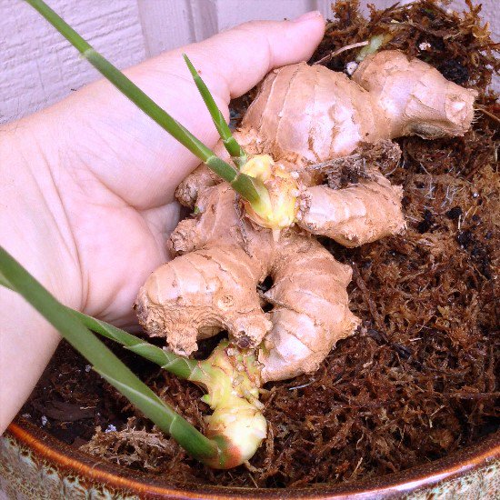 growing-grocery-ginger.jpg