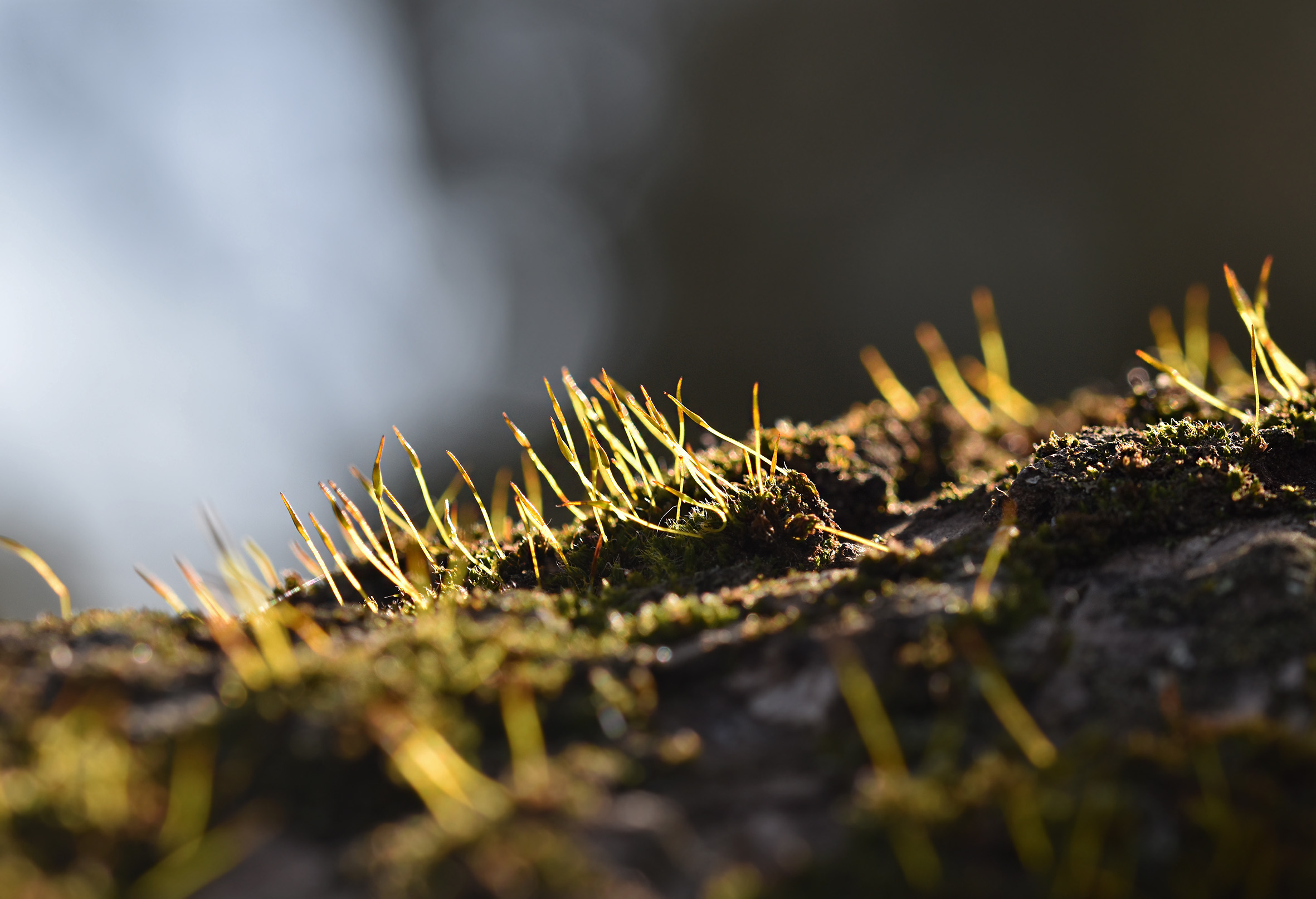 moss olive tree 1.jpg