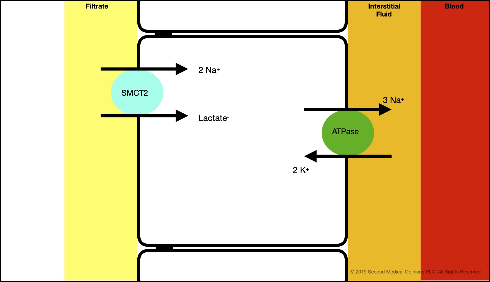 Picture Steemit Tubular Cell Sodium Transport 6.jpg