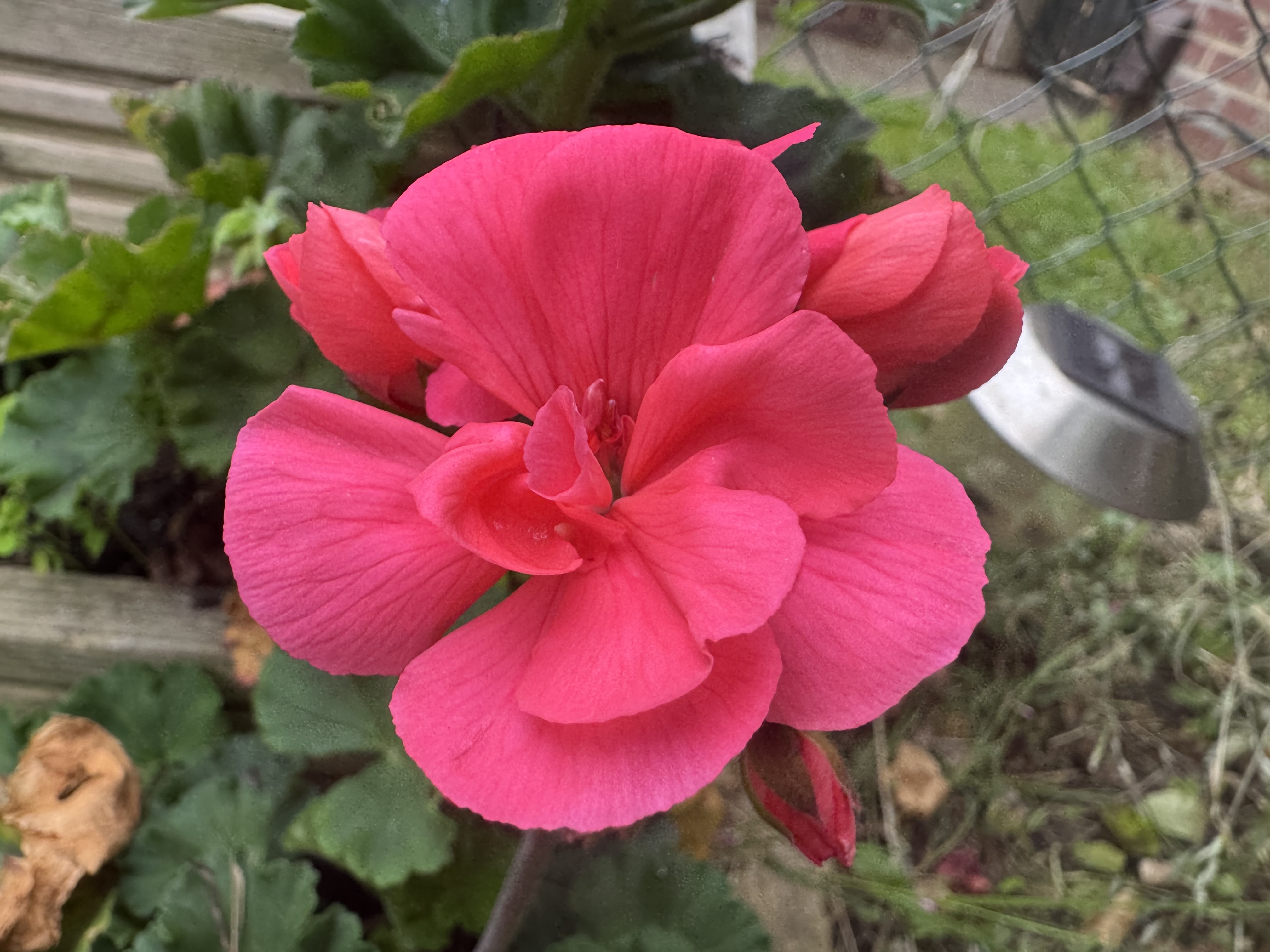 IMG_3536.jpeg