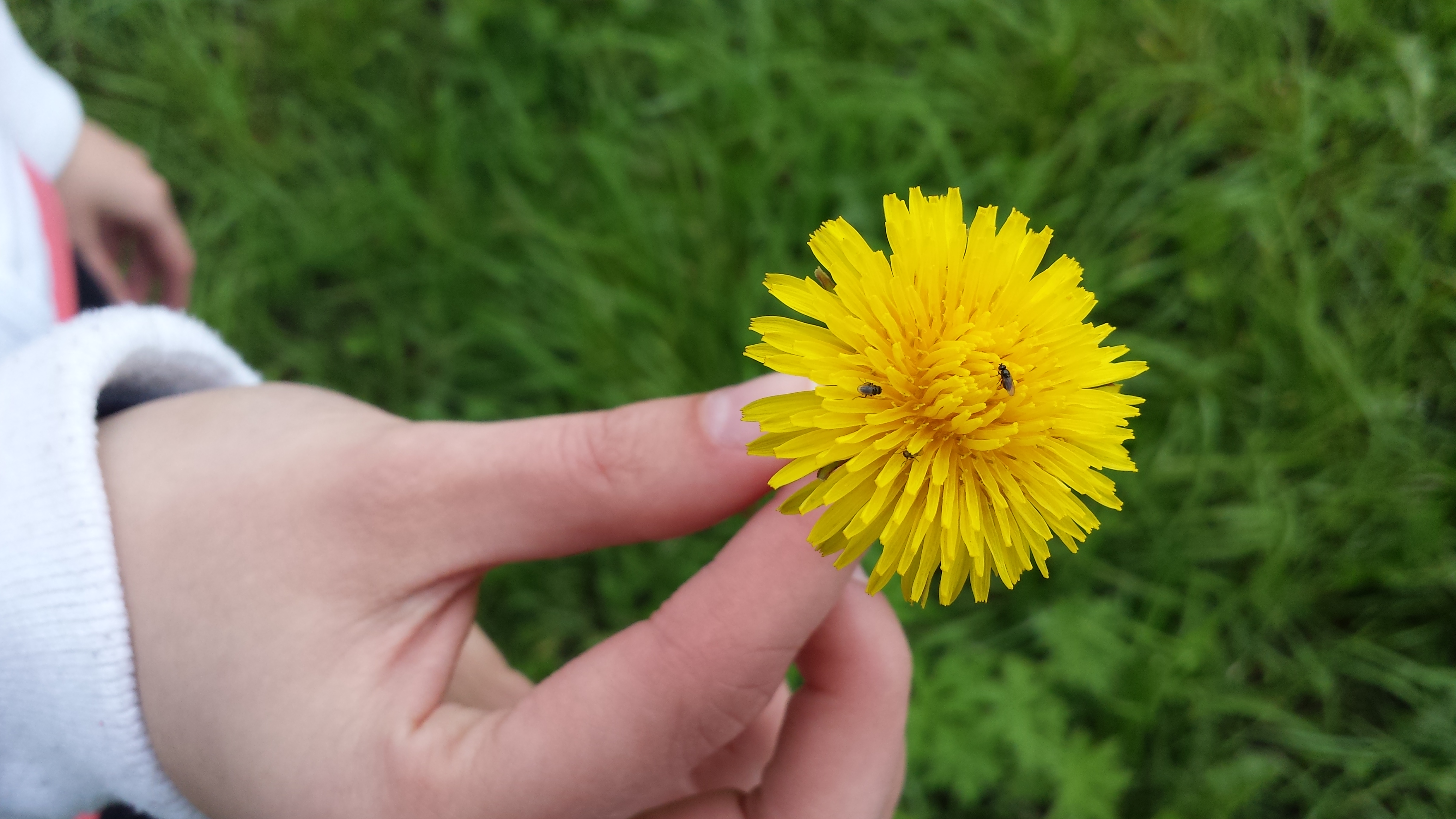 yellow.jpg