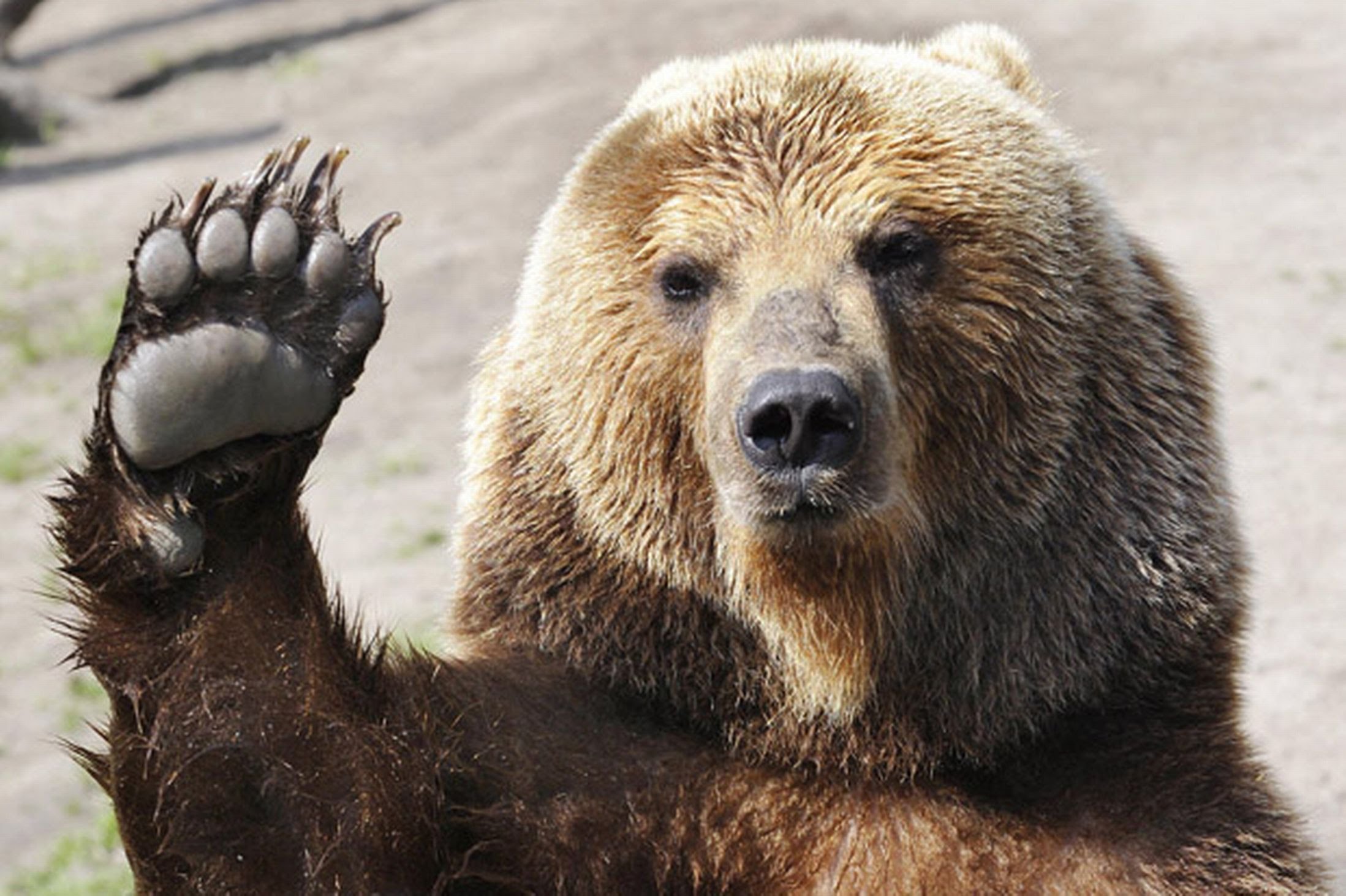 bears1.jpg