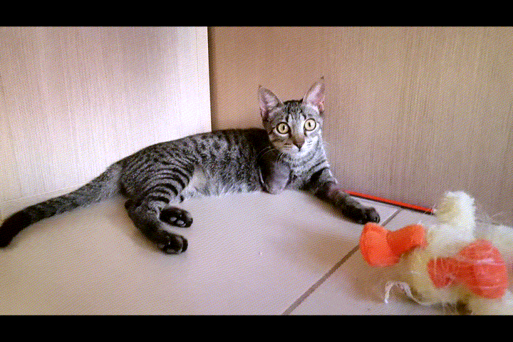 kitty1.gif