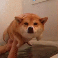 nadando.gif