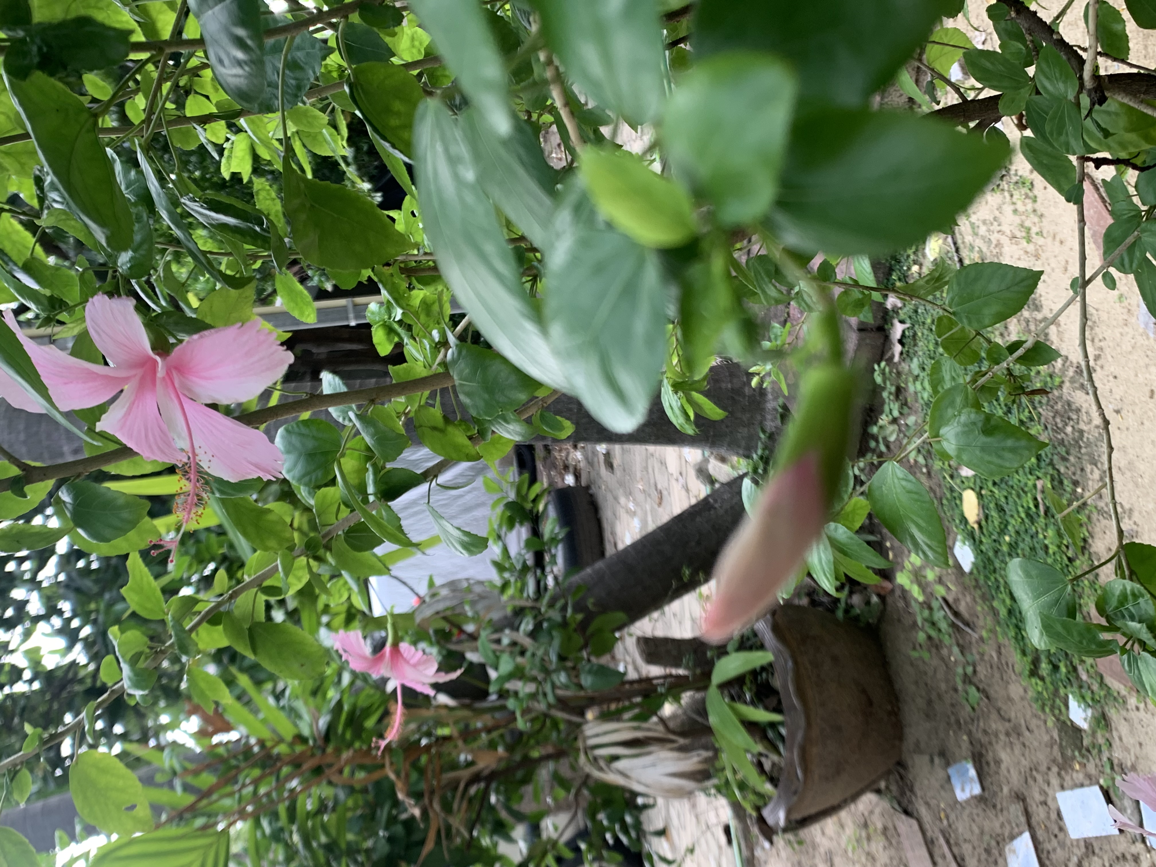 pink Chaba1.jpg