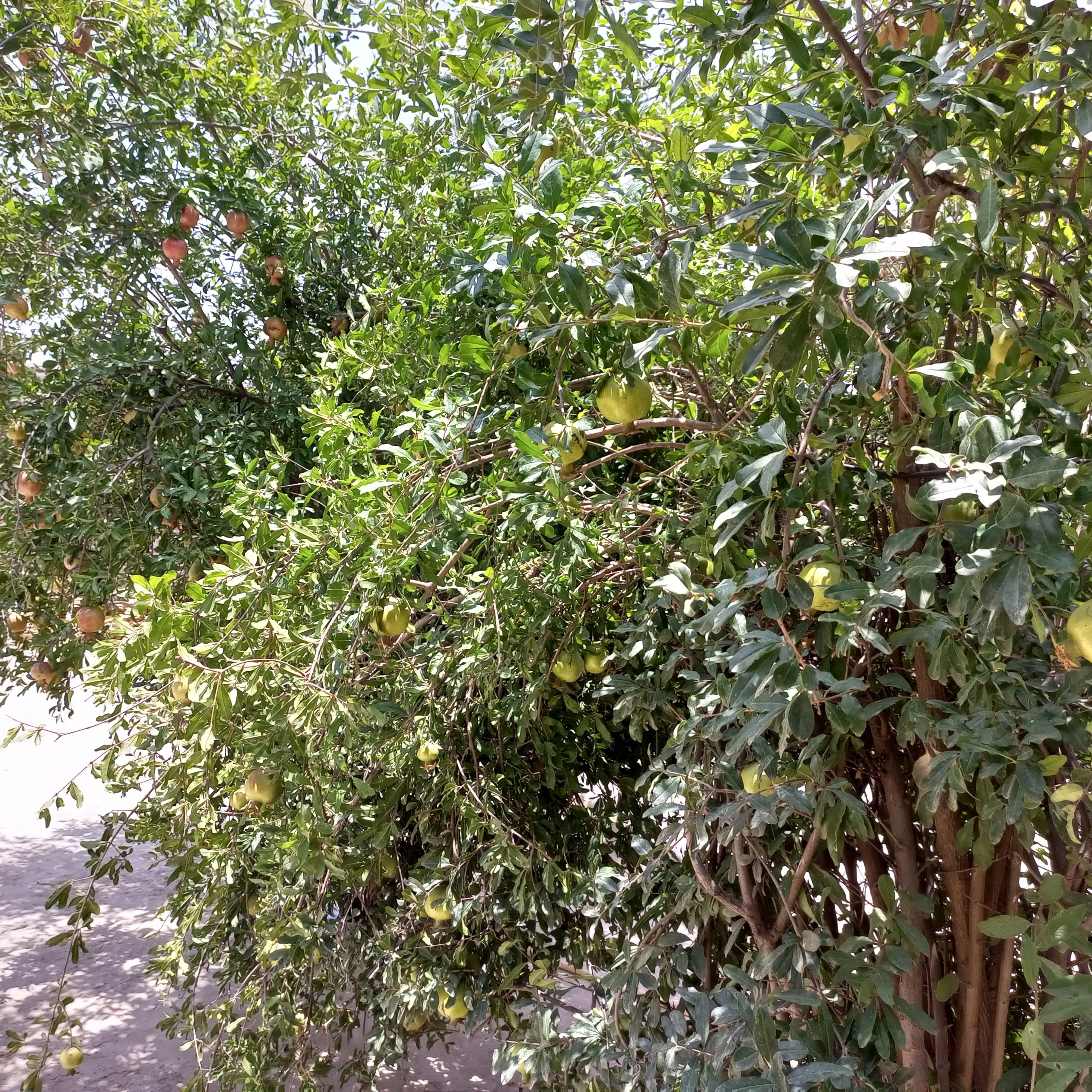 IMG-20260629-WA0068.jpg