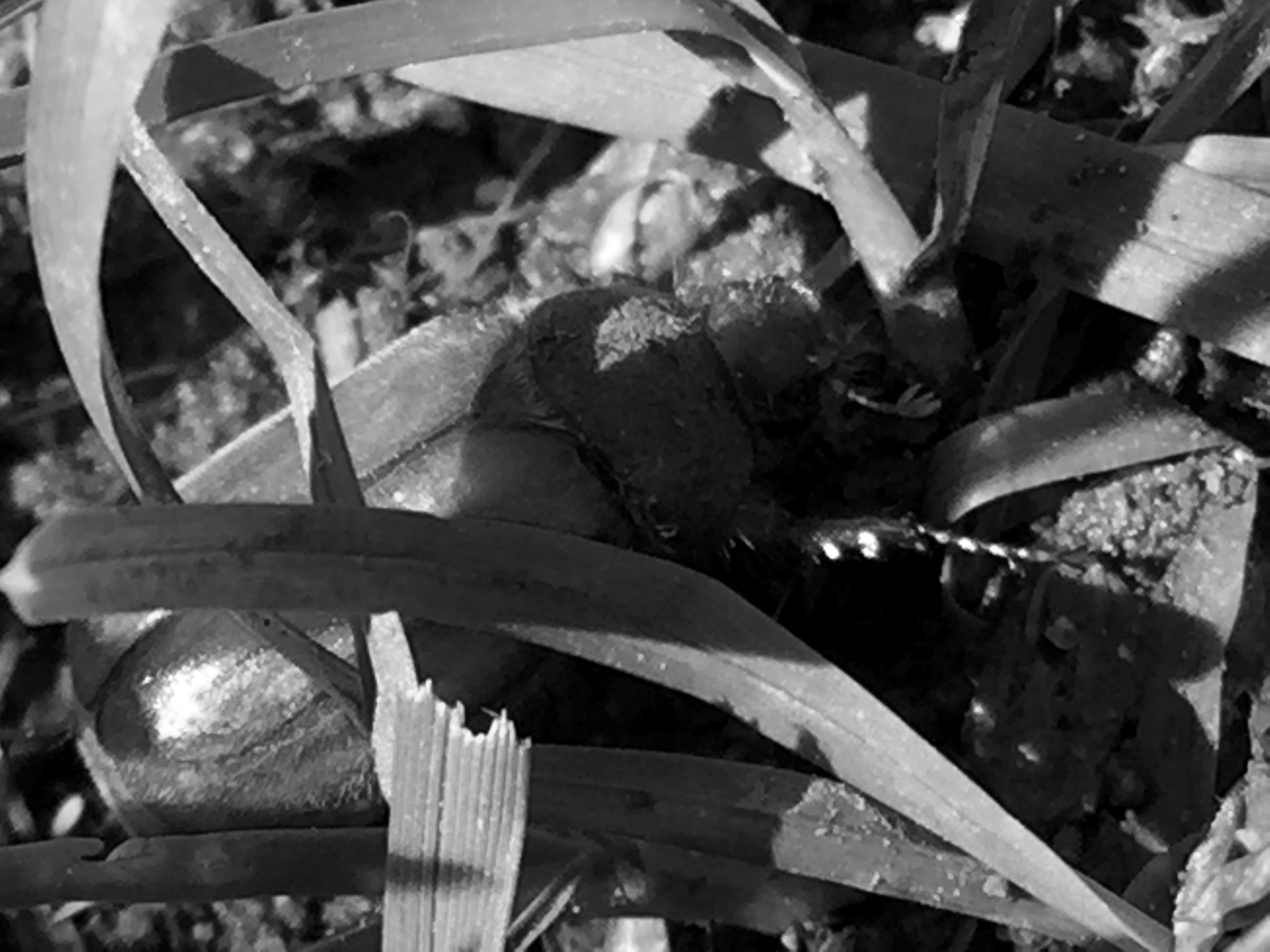 IMG0249BW.JPG