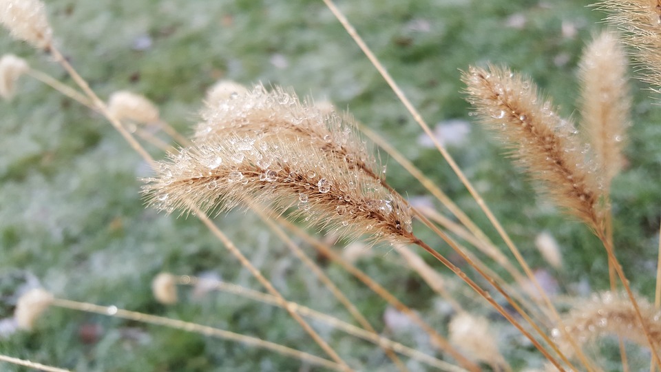 nature-3322295_960_720.jpg