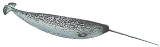 Copia (2) de Narwhal.png