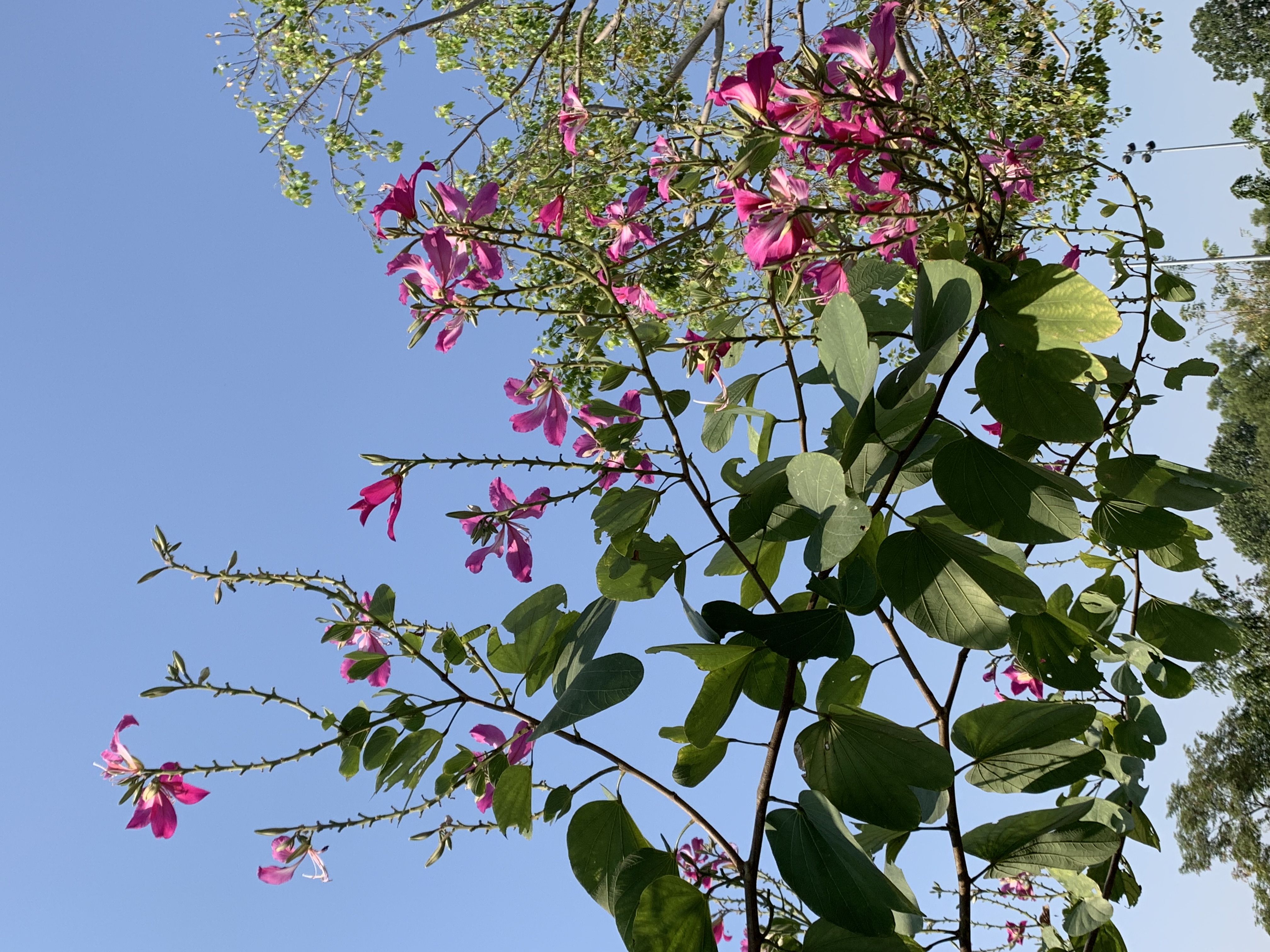Queen Sirikit Park509.jpg