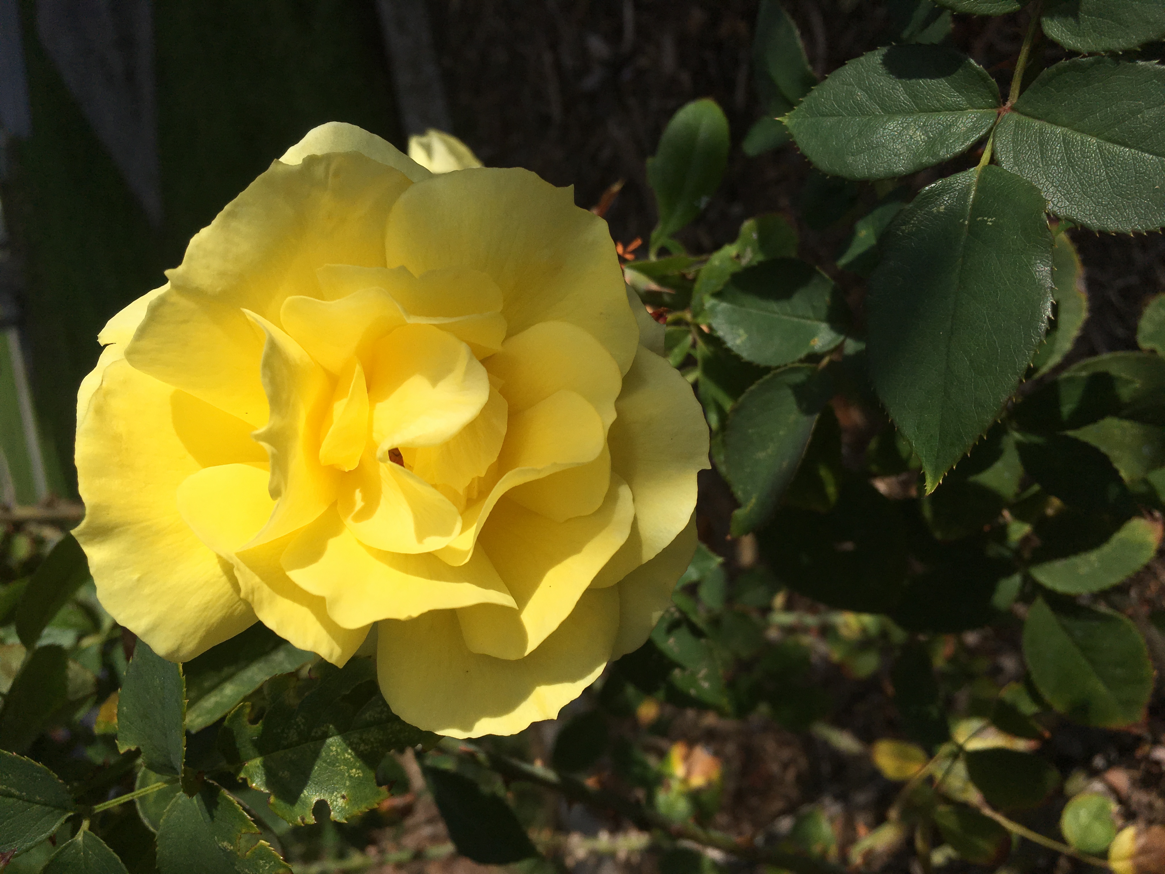 DC6C83FB-A837-477C-B775-116CC42F8F8E.jpeg