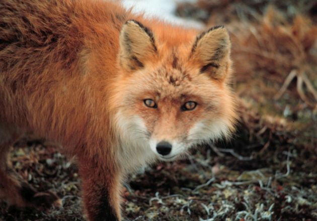 Vulpes_vulpes_at_Cape_Newenham.jpg