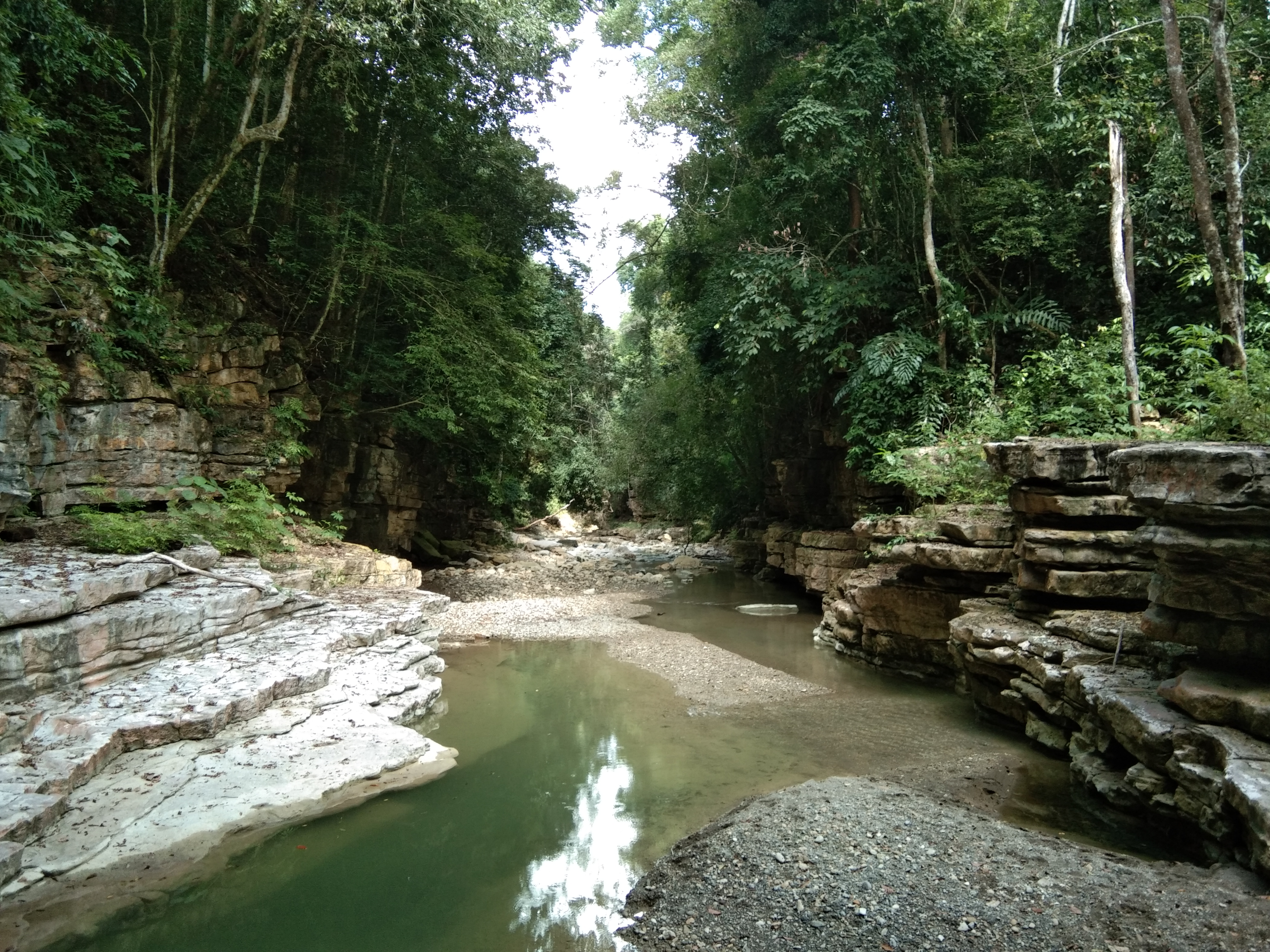 lingkok hutan.jpg