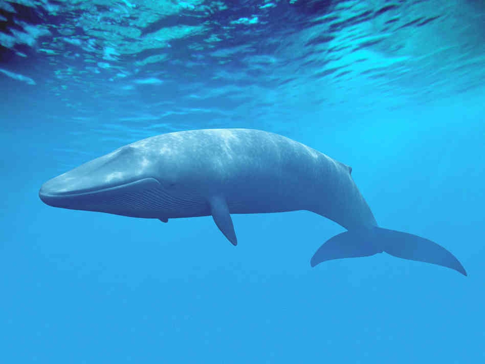 Blue_whale1000.jpg