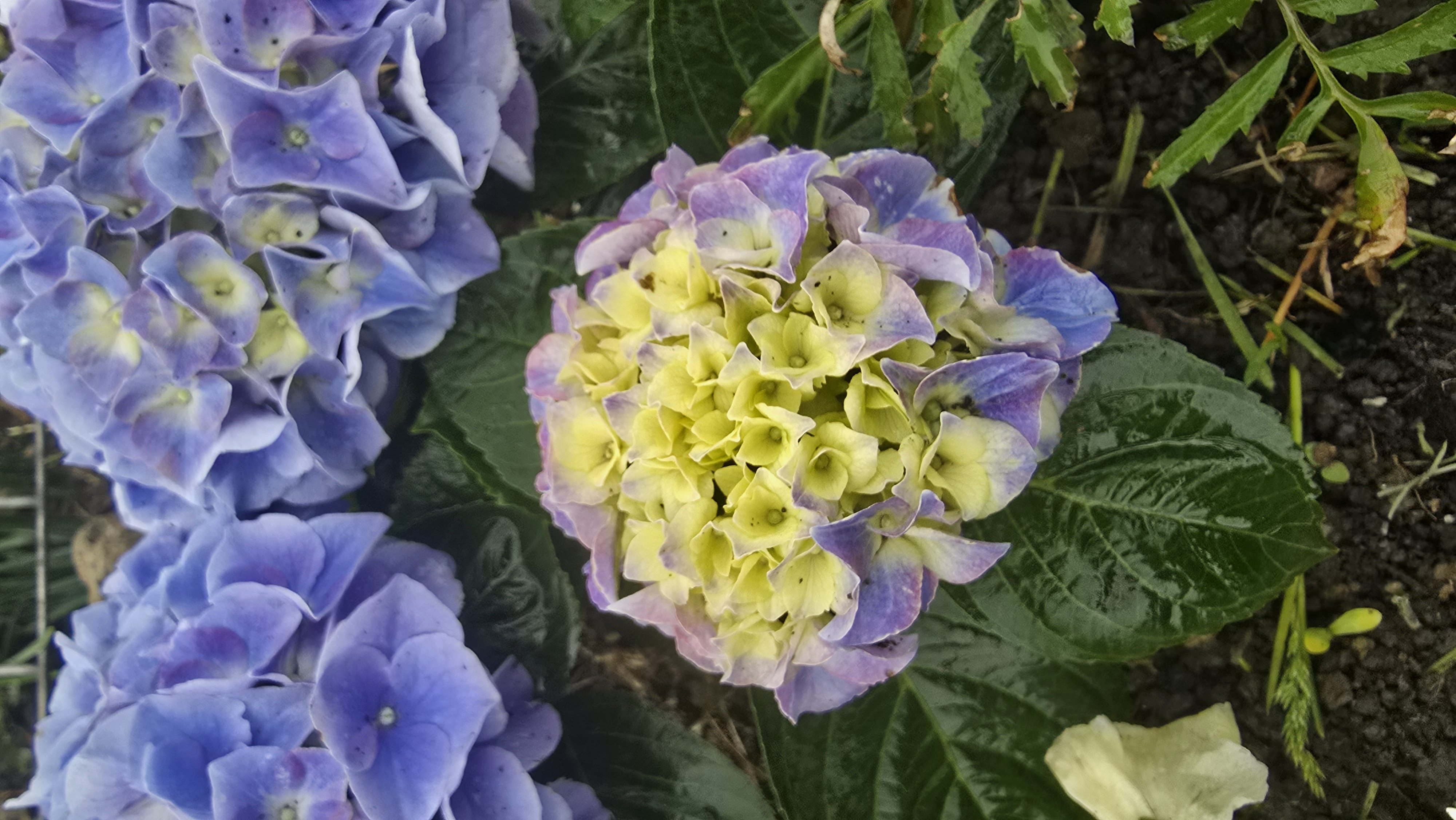 Image cover