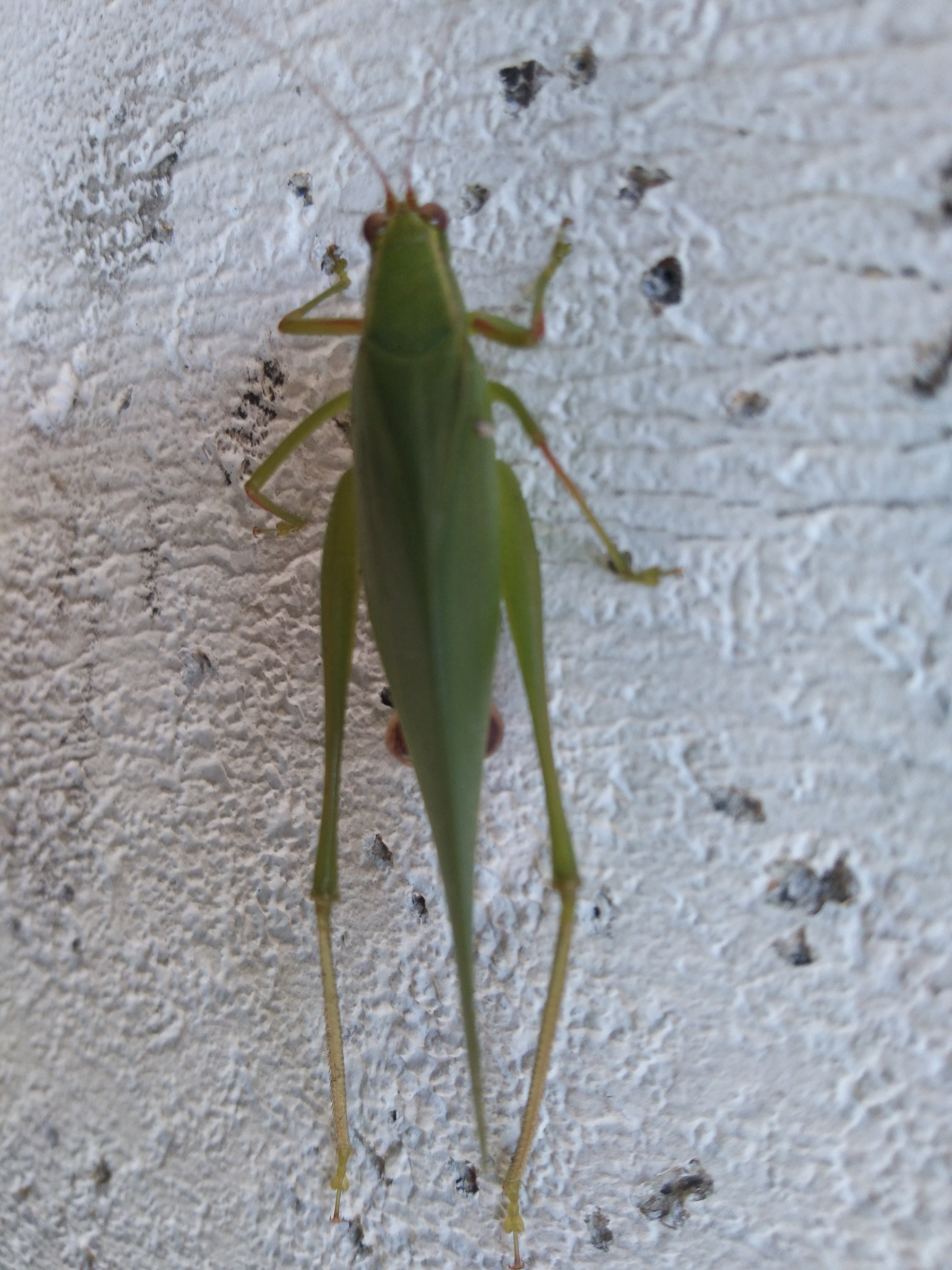 IMG_20200710_085421.jpg