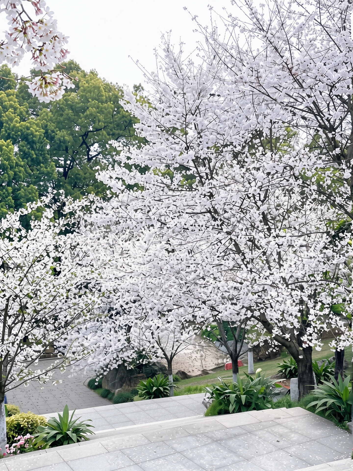 186.webp