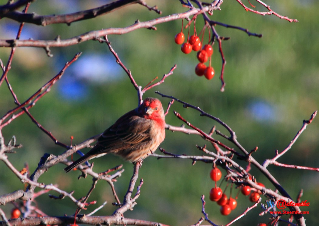 House Finch PFW02_0251.JPG