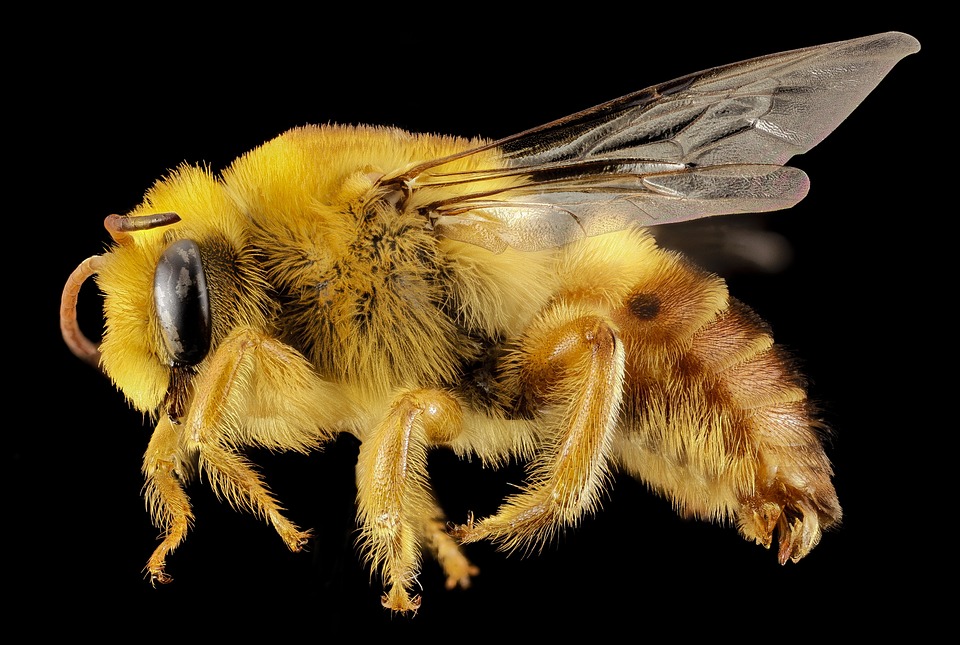 plasterer-bee-987982_960_720.jpg