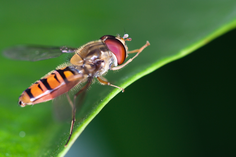 Episyrphus_balteatus_03.jpg