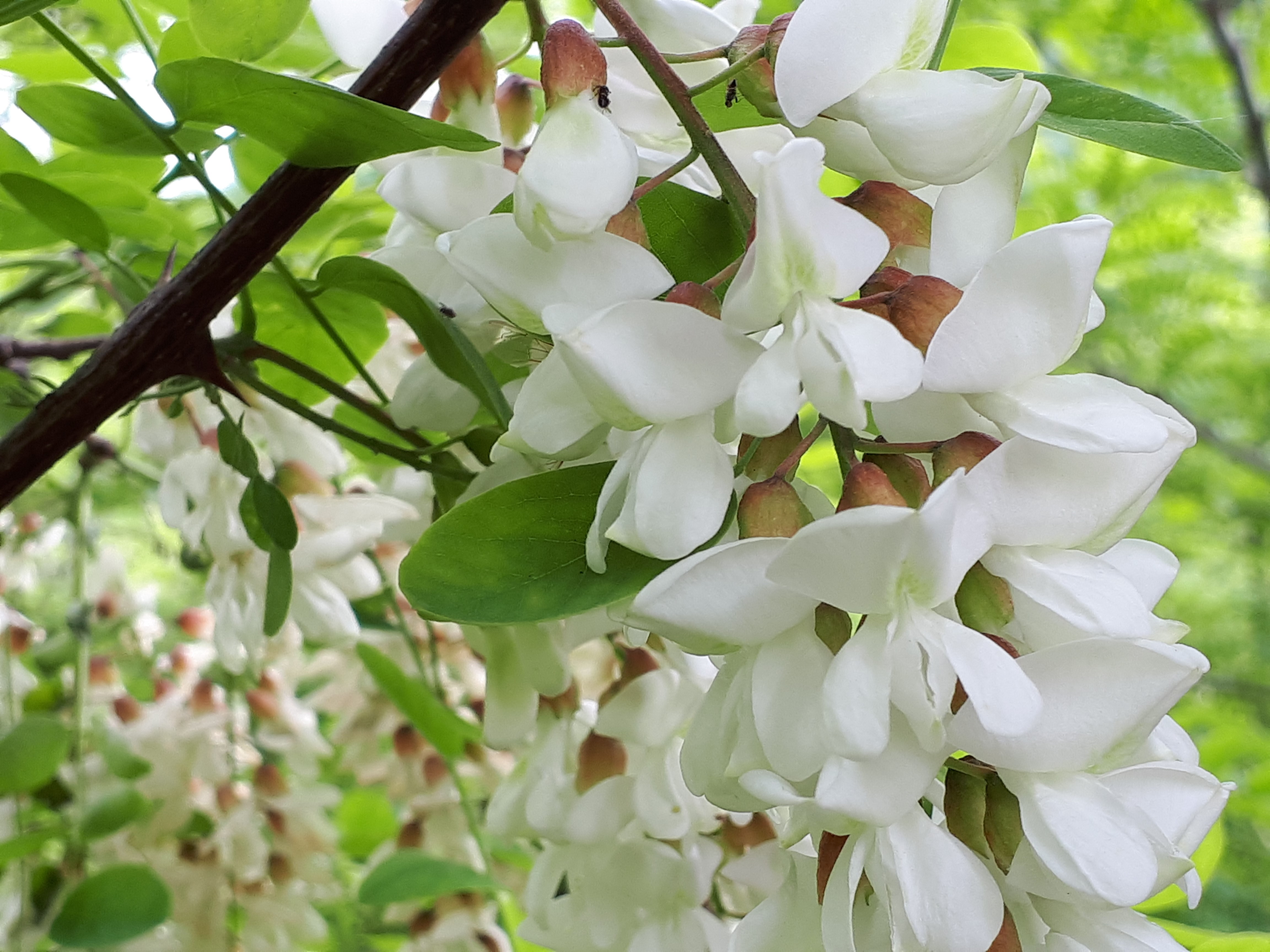 20190519_120258.jpg