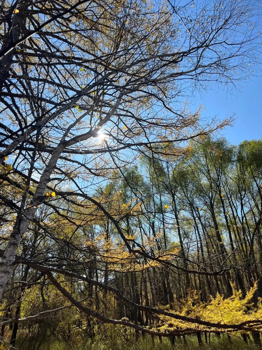 阿尔山的秋天🍂,今年中秋我还要去二刷_6_Explorer_来自小红书网页版.jpg