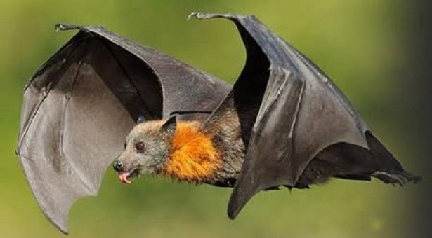 bat damn.jpg
