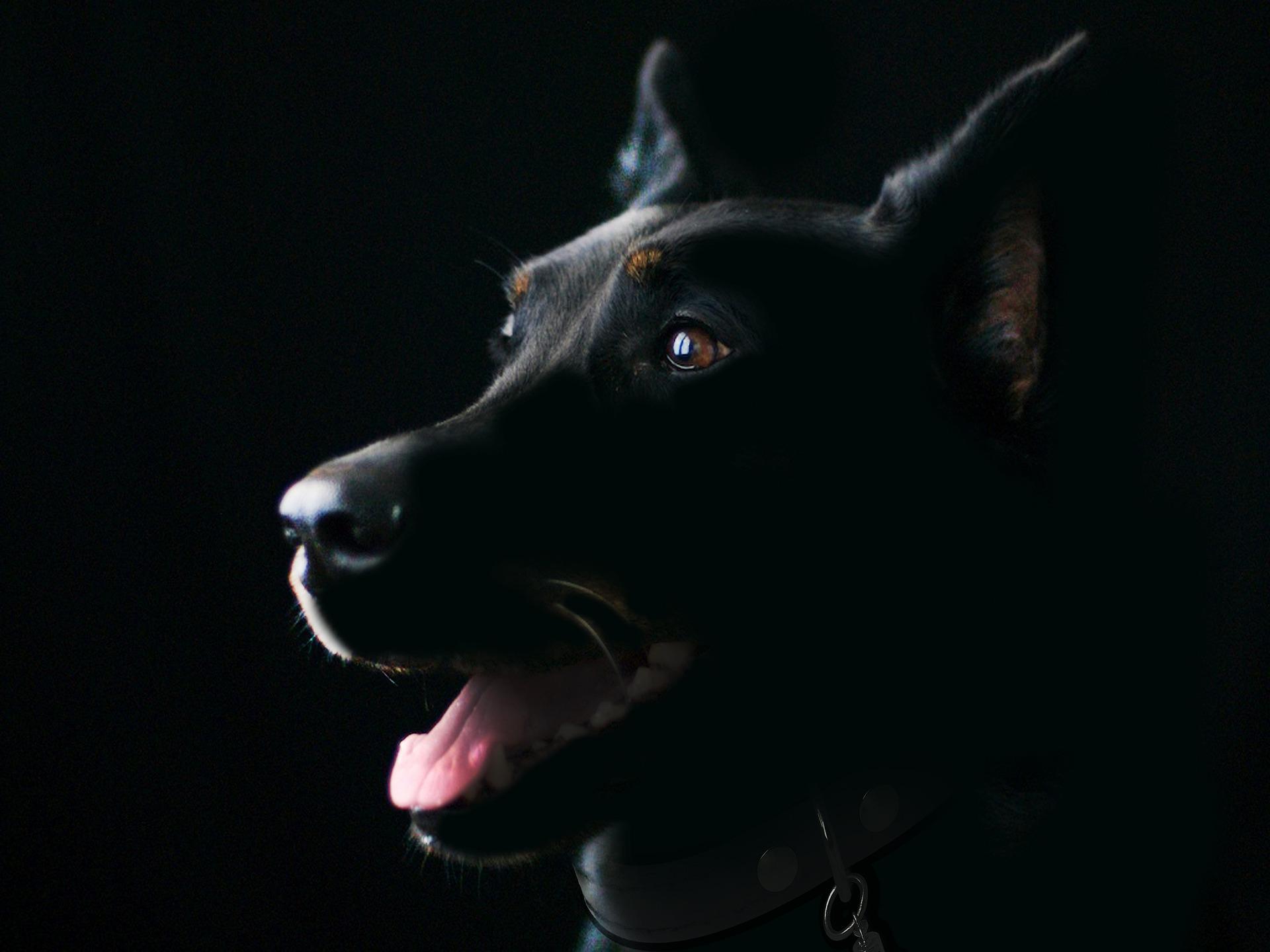 dog-g4b84633c3_1920.jpg