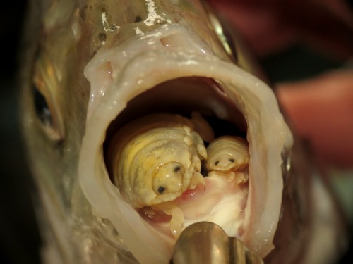 fish-tongue-louse.jpg