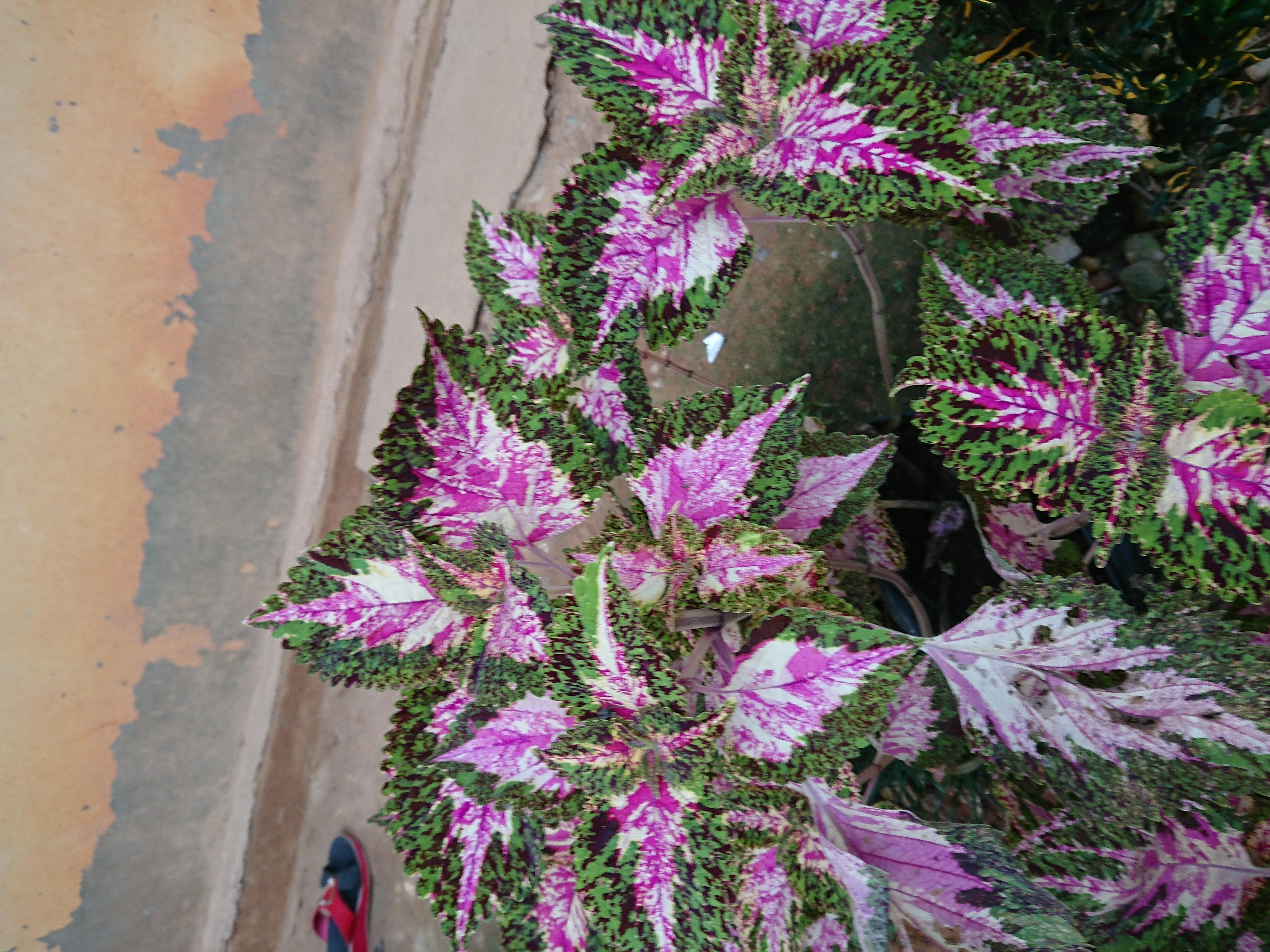 DSC_0439.JPG